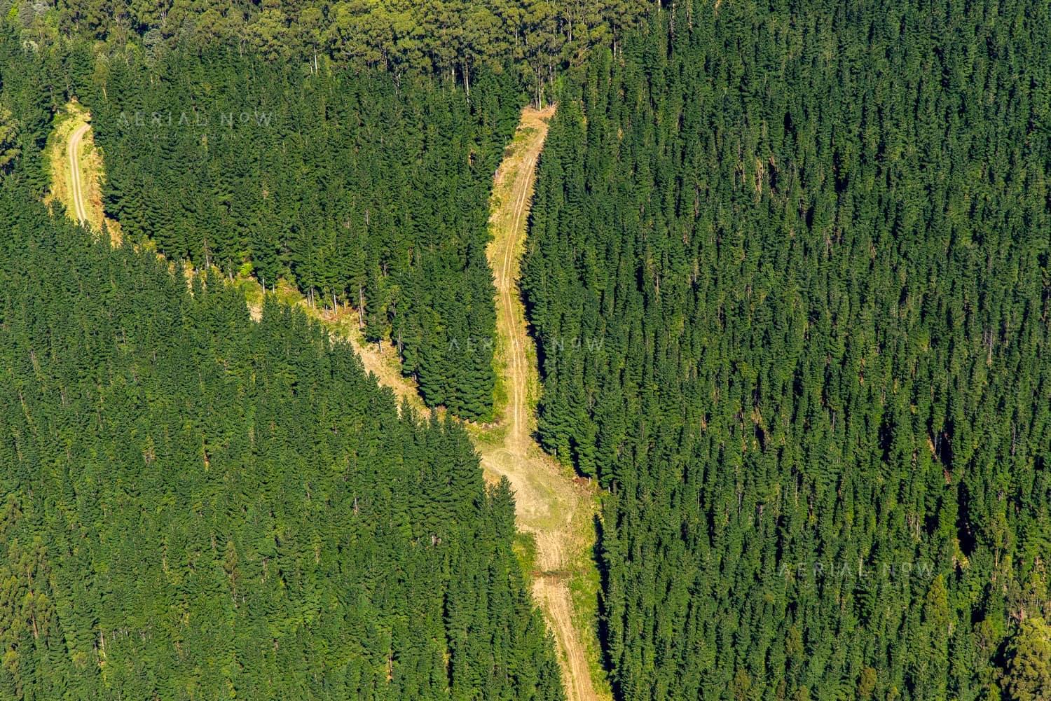 Aerial view of a cleared firebreak and access track cutting through dense pine plantation forest near Beech Forest in the Otway Ranges, Victoria.