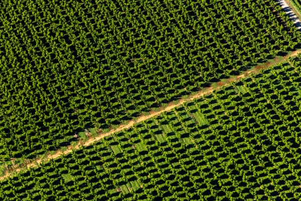 Aerial view of irrigated orchard rows divided by a central farm access track near Cobram in northern Victoria.